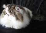 Fedel - Persian Cat For Sale - Yucca Valley, CA, US