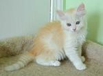 SIBERIAN KITTENS  hypoallergenic WHITE AND PEACH COLOR - Siberian Cat For Sale - New York, NY, US