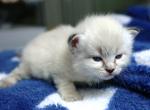 Glittering Snow - Siberian Cat For Sale - Ashburn, VA, US