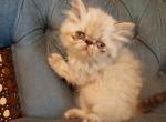 Seal lynx point - Himalayan Cat For Sale - Satellite Beach, FL, US