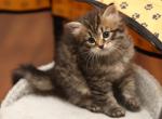 Gosha - Siberian Cat For Sale - Ashburn, VA, US