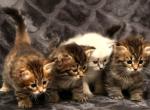 New litter of Romanov Dynasty - Siberian Kitten For Sale - 