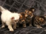 New litter of Romanov Dynasty - Siberian Kitten For Sale - 