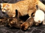 New litter of Romanov Dynasty - Siberian Kitten For Sale - 