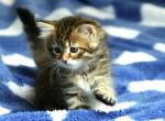 Galaktika - Siberian Cat For Sale - Ashburn, VA, US