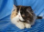 Mia - Persian Cat For Sale - Yucca Valley, CA, US