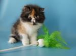 Lilya - Persian Cat For Sale - Yucca Valley, CA, US