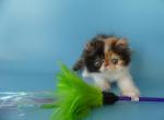 Coquette - Persian Cat For Sale - Yucca Valley, CA, US