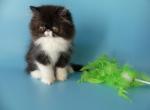 Bany - Persian Cat For Sale - Yucca Valley, CA, US