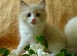 Catalina and Cashmere - Ragdoll Cat For Sale - Sumter, SC, US