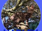 Harley - Bengal Cat For Sale - FL, US