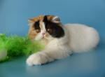 Leyla - Persian Cat For Sale - Yucca Valley, CA, US