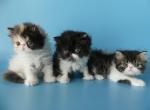 Cuties - Persian Cat For Sale - Yucca Valley, CA, US