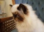 Seal Point - Himalayan Cat For Sale - Satellite Beach, FL, US