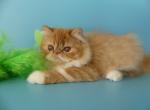 Cloe - Persian Cat For Sale - Yucca Valley, CA, US