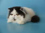 Armani - Persian Cat For Sale - Yucca Valley, CA, US