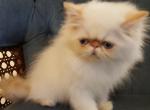 Flame Red lynx Point - Himalayan Cat For Sale - Satellite Beach, FL, US