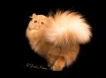 Sultan - Persian Cat For Sale/Retired Breeding - Yucca Valley, CA, US