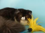 Roshfor - Persian Cat For Sale - Yucca Valley, CA, US