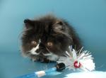 Ferdinant - Persian Cat For Sale - Yucca Valley, CA, US