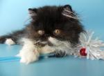 Palcan - Persian Cat For Sale - Yucca Valley, CA, US