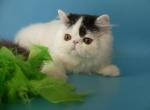 Clooney - Persian Cat For Sale - Yucca Valley, CA, US