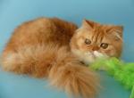 Axel - Persian Cat For Sale - Yucca Valley, CA, US