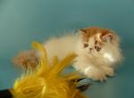 Kayene - Persian Cat For Sale - Yucca Valley, CA, US