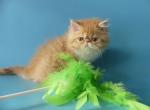 Marselle - Persian Cat For Sale - Yucca Valley, CA, US