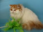 Miky - Persian Cat For Sale - Yucca Valley, CA, US