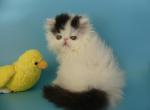 Bella - Persian Cat For Sale - Yucca Valley, CA, US