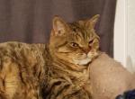 fairy - Selkirk Rex Cat For Sale - 