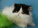 Filimon - Persian Cat For Sale - Yucca Valley, CA, US