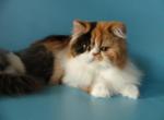 Camila - Persian Cat For Sale - Yucca Valley, CA, US