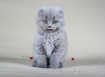 Super sweet deep blue color Scottish fold female kitten Jenny - Scottish Fold Cat For Sale - Hollywood, FL, US