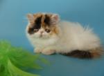 Sonya - Persian Cat For Sale - Yucca Valley, CA, US