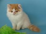 Moysha - Persian Cat For Sale - Yucca Valley, CA, US