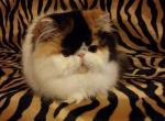 Sophia - Persian Cat For Sale/Retired Breeding - Yucca Valley, CA, US