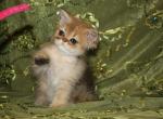 Vanier Golden Persian Kittens - Persian Kitten For Sale - 