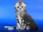 Silver Scottish fold female kiiten - Scottish Fold Cat For Sale - Hollywood, FL, US