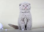 Foma Scottish fold shorthair female kitten - Scottish Fold Cat For Sale - Hollywood, FL, US