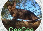 GeeGee - Bengal Cat For Sale - FL, US