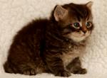 Lorenzo of Romanov Dynasty - Siberian Cat For Sale - Ashburn, VA, US