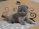 Tina attractive Scottish fold female kitten - Scottish Fold Cat For Sale - Hollywood, FL, US