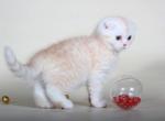 Bueno creamy Scottish fold male kitten - Scottish Fold Cat For Sale - Hollywood, FL, US