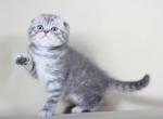 Sergio Blue tabby Scottish fold baby boy - Scottish Fold Cat For Sale - Hollywood, FL, US