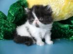 Armani - Persian Cat For Sale - Yucca Valley, CA, US