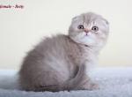 Betty Pink tabby scottish fold baby girl - Scottish Fold Cat For Sale - Hollywood, FL, US