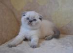 Zara Blue point Scottish fold female kitteb - Scottish Fold Cat For Sale - Hollywood, FL, US