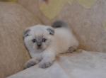 Blue point Scottish fold shorthair baby boy kitten Timur - Scottish Fold Cat For Sale - Hollywood, FL, US